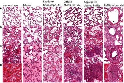 Development and validation of a rabbit model of Pseudomonas aeruginosa non-ventilated pneumonia for preclinical drug development